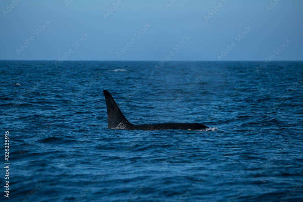 Fototapeta premium 北海道 羅臼の海を泳ぐシャチ