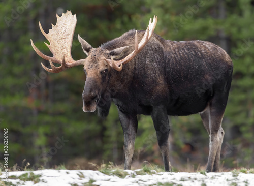 Moose in Jasper Canada