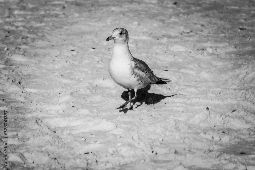 Obraz premium seagull on the beach