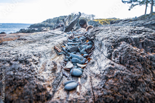 Hollow Tree with Rocks on the Beach