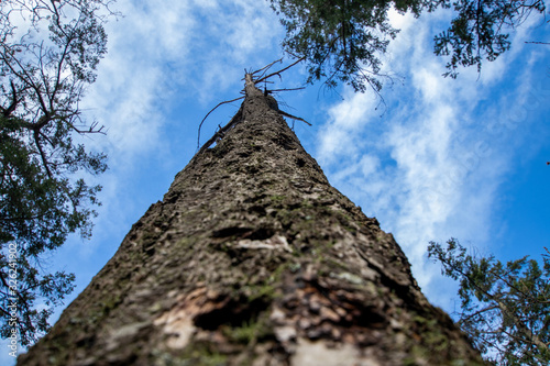 Tall Trees in the Forest