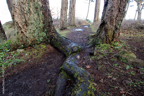 Two Trees Connected to One Another