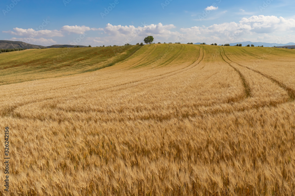 Campo de trigo con una colina y un árbol un día soleado