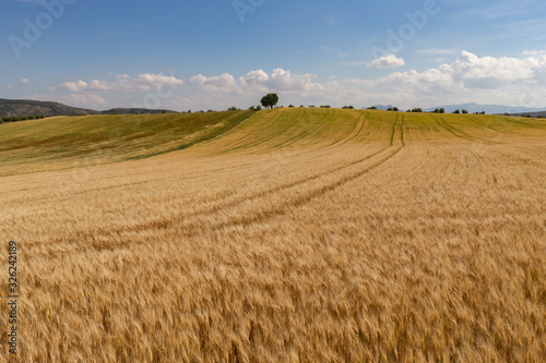 Campo de trigo con una colina y un   rbol un d  a soleado