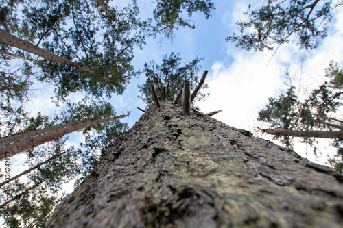 Old Tall Tree in the Forest