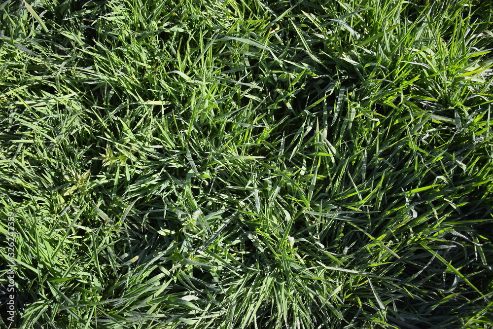 Background of the greenery on the grass, on which the dew drops shining Background of the greenery on the grass, on which the dew drops shining