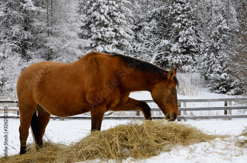 Bay quarter horse pawing hay while grazing in the winter beside a snow covered forest