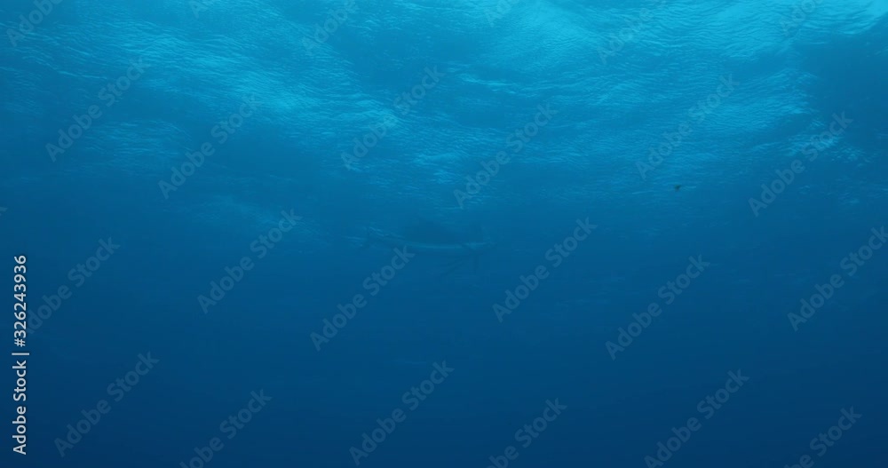 Sunburst under the surface of the tropical sea. Sunburst under the surface of the tropical sea.