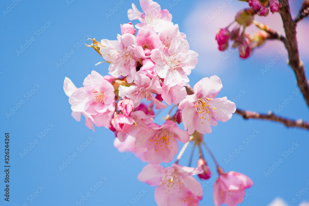 Fototapeta premium 早春の河津桜