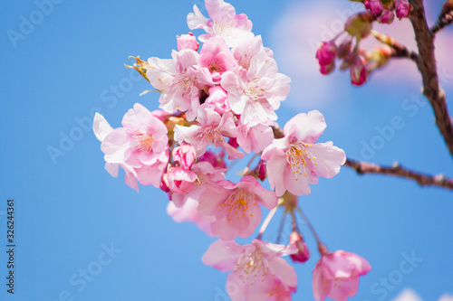 早春の河津桜 