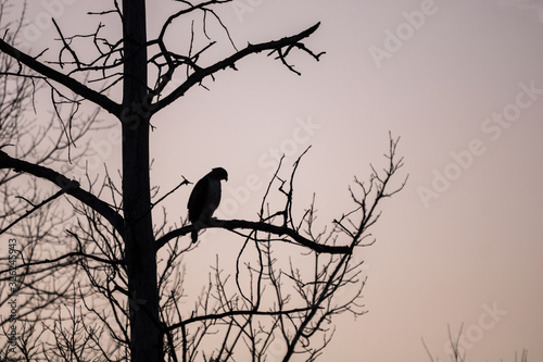 Silhouette of red-tailed hawk in tree at dusk