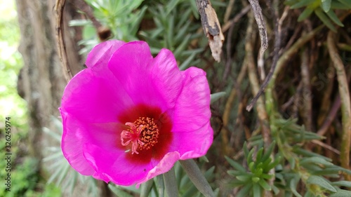 flor rosa lilás