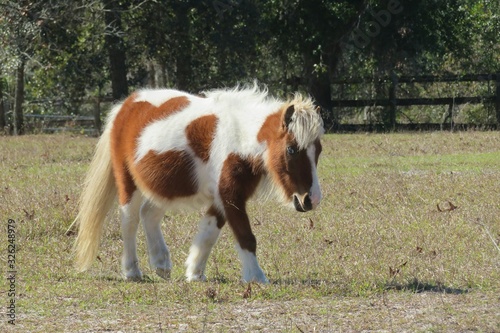 Vászonkép Little shetland pony horse on Florida farm, closeup