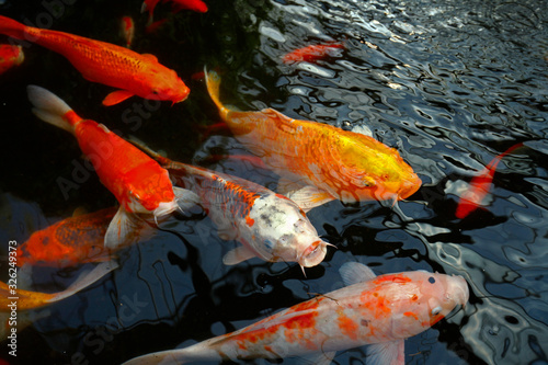 Canvas Print Goldfish in the pond