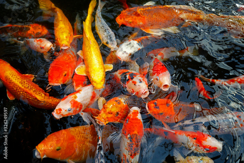Goldfish in the pond