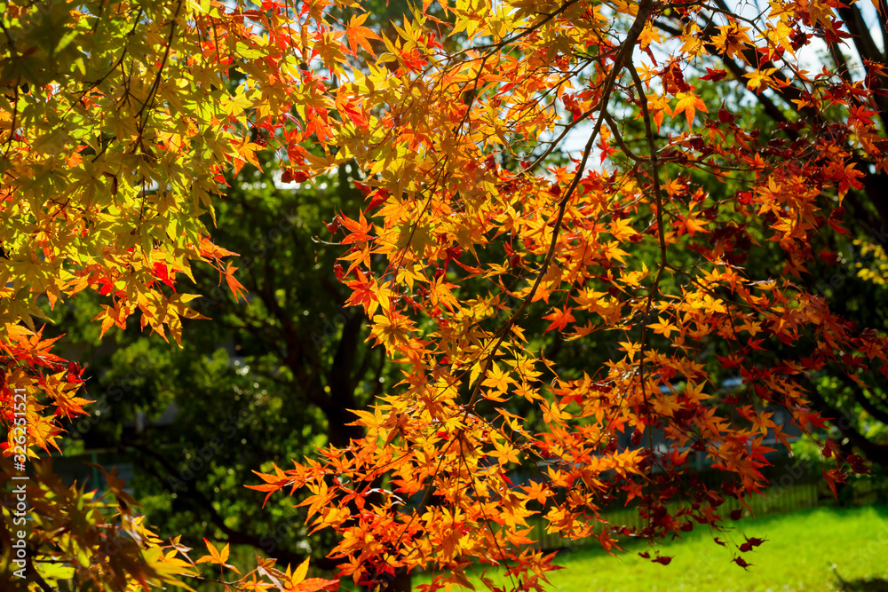 イロハモミジの紅葉