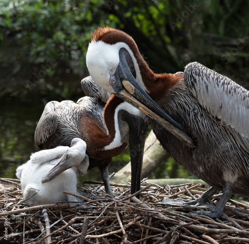 Mom and dad brown pelicans with gray, brown, and white coloring are closely snuggled with their all white baby pelican on a nest of dried twigs with blurred green trees in the background.