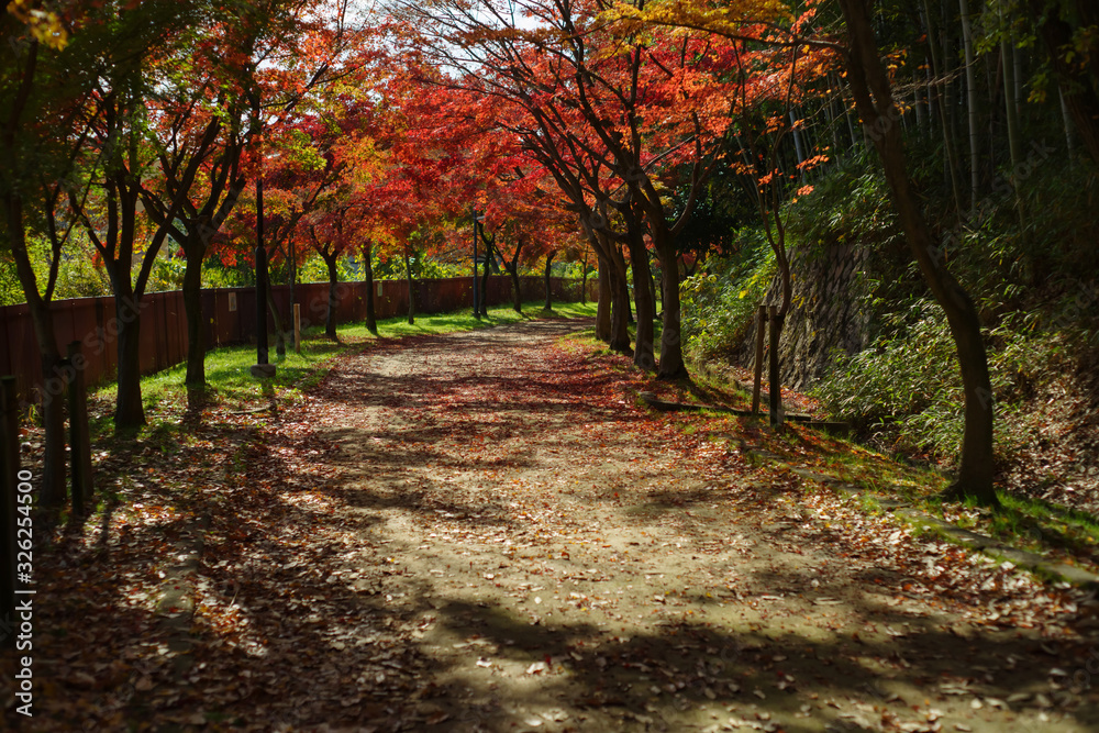 Naklejka premium 紅葉するイロハモミジの通り抜け