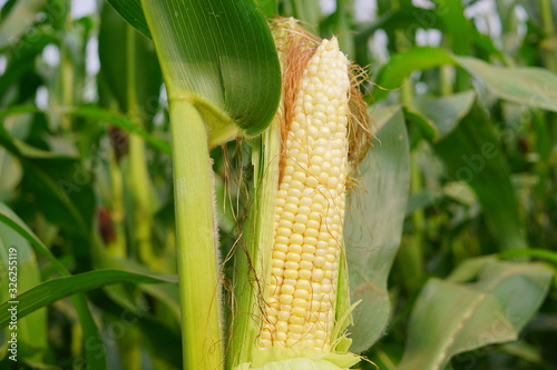 Fototapeta Naklejka Na Ścianę i Meble -  Corn pods on the corn plant,corn field in agricultural garden, pods corn on trunk