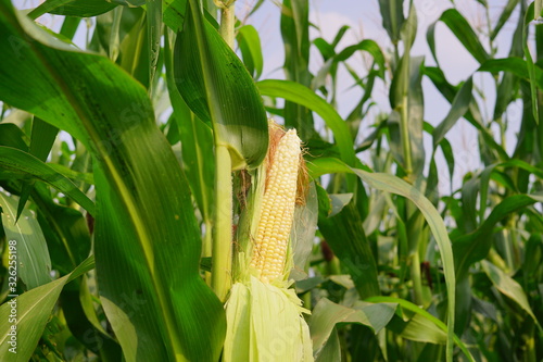 Fototapeta Naklejka Na Ścianę i Meble -  Corn pods on the corn plant,corn field in agricultural garden, pods corn on trunk