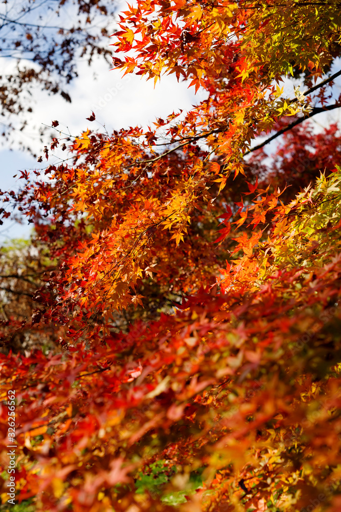 イロハモミジの紅葉