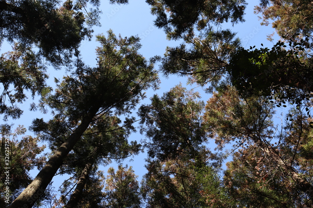 Obraz premium 猿投山の登山の景色