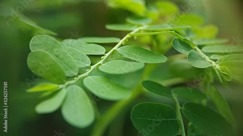 Green leaves sunlit background in slow motion. Stunning natural foliage texture.