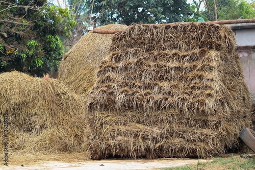 creative pattern view of paddy harvesting after cut the paddy rice tree photo