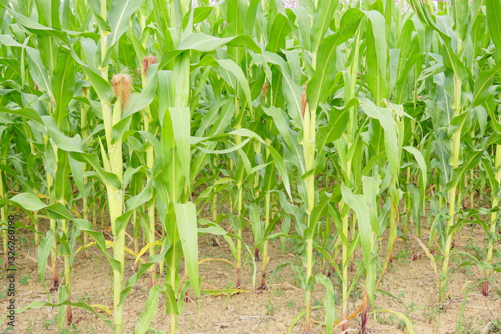 Obraz premium Corn pods on the corn plant,corn field in agricultural garden,