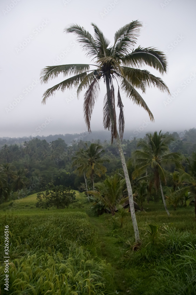 The rice fields of Jatiluwih (Bali) during the rainy season The rice fields of Jatiluwih (Bali) during the rainy season