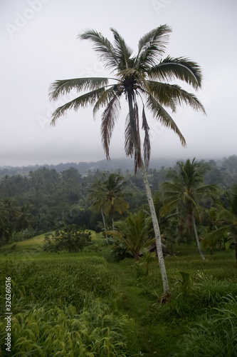 The rice fields of Jatiluwih (Bali) during the rainy season