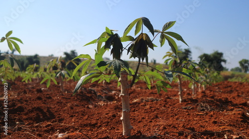 farm Cassava seedlings Planting period 2 months