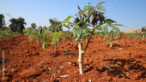 farm Cassava seedlings Planting period 2 months