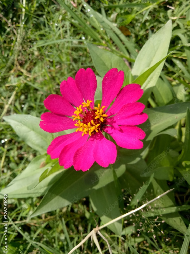 image of purple flower is called paper flower