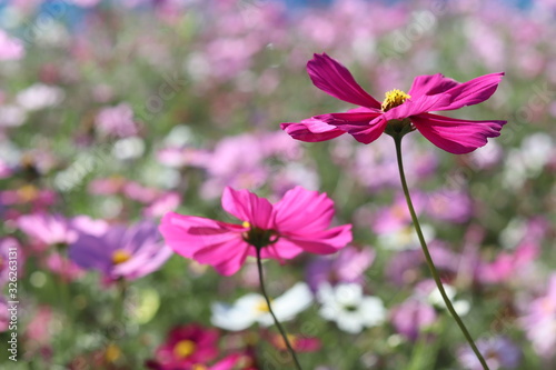 flowers in garden