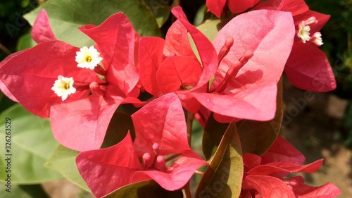 red flower in the garden