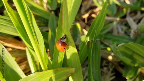 joaninha vermelha inseto