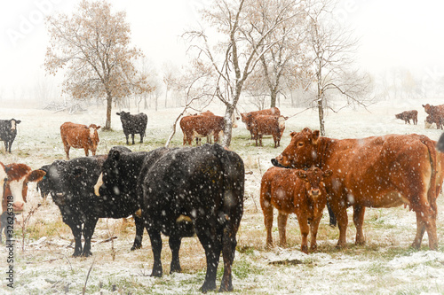 Cows in the first snow © Barbara