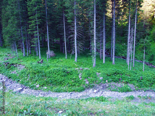 Evergreen forest or coniferous trees on the slopes of the Liechtenstein Alps mountain range, and in the Naaftal and Saminatal alpine valleys - Steg, Liechtenstein photo