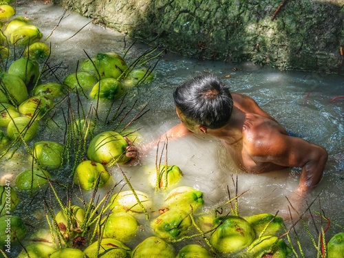 Agriculture harvesting of perfume coconut by using floating in water . perfume coconut Ban Phaeo the 