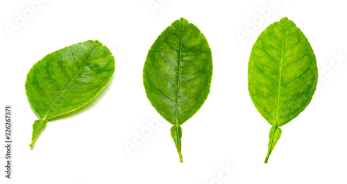 leaf  lemon set isolated on white background  Green leaves pattern