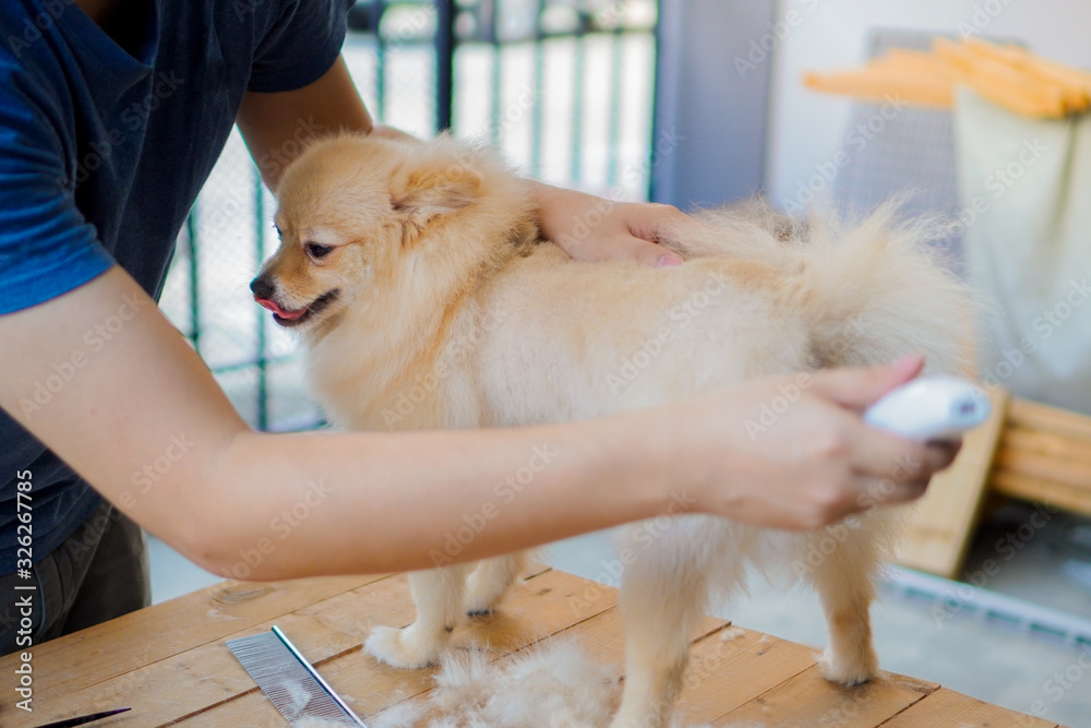 Φωτογραφία someone grooming or cut a dog hair a pomeranian or small dog breed with a hair c