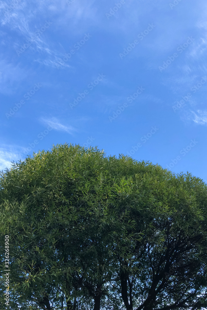 Vignette of green tree branches with blue sky, vertical photo