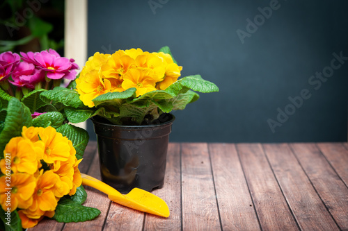 Concept Spring planting on the balcony, in the house, harmony and beauty. Flowers Primula red and yellow and garden tools, space for text