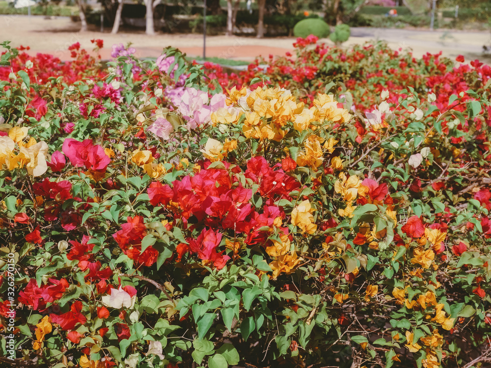 Beautiful Colorful bougainvillea flowers