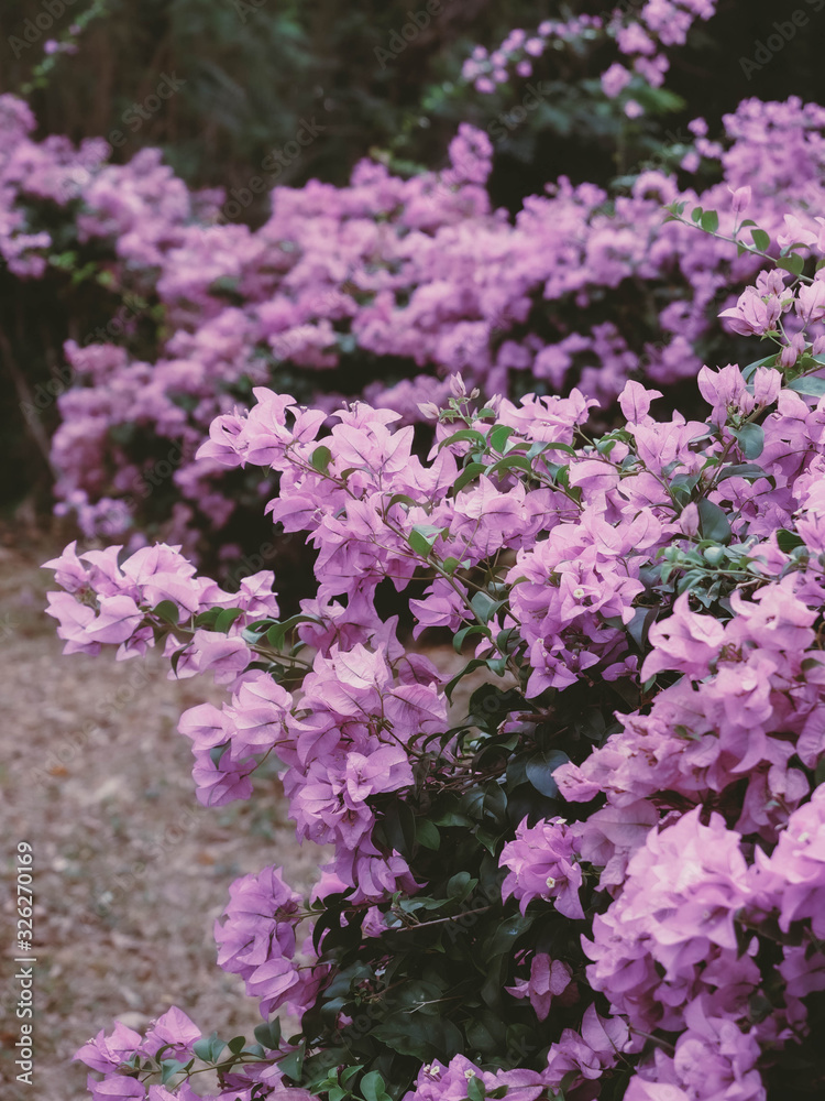 purple bougainvillea flowers in the garden purple bougainvillea flowers in the garden