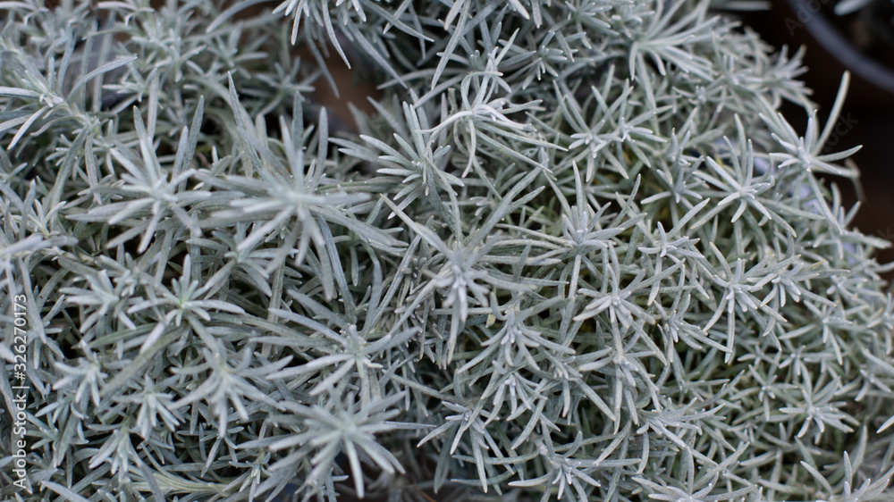 Helichrysum italicum plant silvery leaves close-up, backdrop background, called the curry plant, Italian strawflower and immortelle. Helichrysum italicum plant silvery leaves close-up, backdrop background, called the curry plant, Italian strawflower and immortelle.
