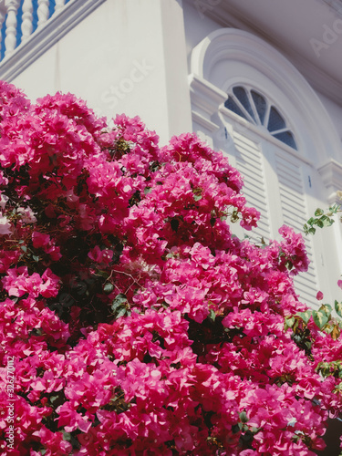 beautiful bougainvillea flowers on blue sky background behind white house