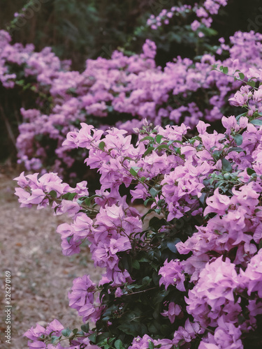 purple bougainvillea flowers in the garden