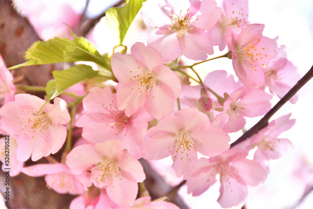 松田山の河津桜